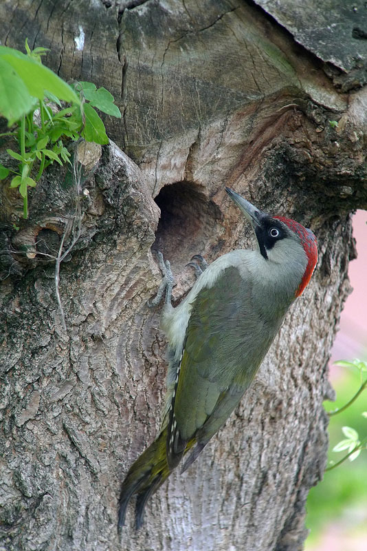 Picchio verde in Digiscoping